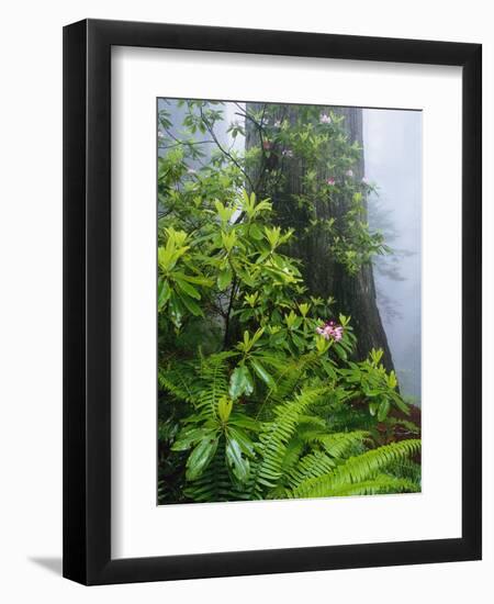 Rhododendrons and Ferns at Base of Redwood-Darrell Gulin-Framed Premium Photographic Print