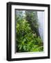 Rhododendrons and Ferns at Base of Redwood-Darrell Gulin-Framed Premium Photographic Print