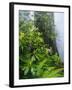 Rhododendrons and Ferns at Base of Redwood-Darrell Gulin-Framed Premium Photographic Print