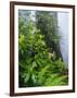 Rhododendrons and Ferns at Base of Redwood-Darrell Gulin-Framed Photographic Print