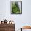 Rhododendrons and Ferns at Base of Redwood-Darrell Gulin-Framed Photographic Print displayed on a wall