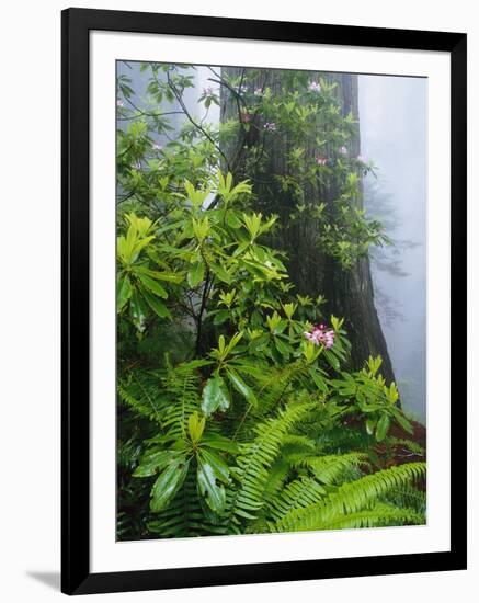 Rhododendrons and Ferns at Base of Redwood-Darrell Gulin-Framed Photographic Print