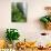 Rhododendrons and Ferns at Base of Redwood-Darrell Gulin-Photographic Print displayed on a wall