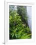 Rhododendrons and Ferns at Base of Redwood-Darrell Gulin-Framed Photographic Print