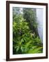 Rhododendrons and Ferns at Base of Redwood-Darrell Gulin-Framed Photographic Print