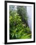 Rhododendrons and Ferns at Base of Redwood-Darrell Gulin-Framed Photographic Print