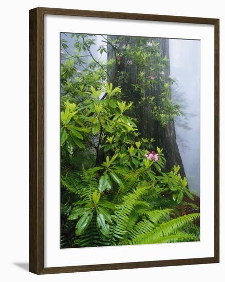 Rhododendrons and Ferns at Base of Redwood-Darrell Gulin-Framed Photographic Print