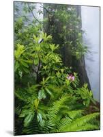 Rhododendrons and Ferns at Base of Redwood-Darrell Gulin-Mounted Photographic Print