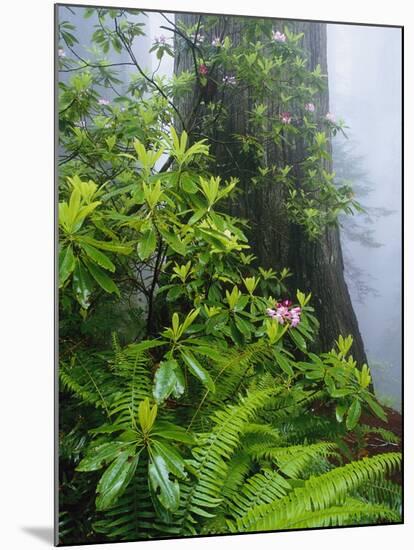 Rhododendrons and Ferns at Base of Redwood-Darrell Gulin-Mounted Photographic Print