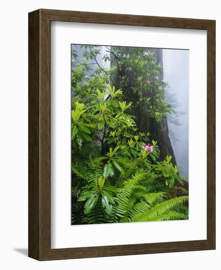 Rhododendrons and Ferns at Base of Redwood-Darrell Gulin-Framed Photographic Print