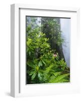 Rhododendrons and Ferns at Base of Redwood-Darrell Gulin-Framed Photographic Print