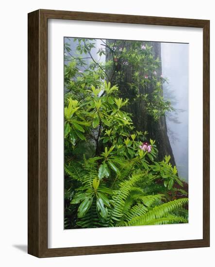 Rhododendrons and Ferns at Base of Redwood-Darrell Gulin-Framed Photographic Print