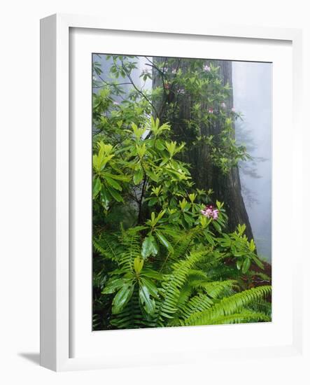 Rhododendrons and Ferns at Base of Redwood-Darrell Gulin-Framed Photographic Print