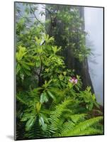 Rhododendrons and Ferns at Base of Redwood-Darrell Gulin-Mounted Photographic Print