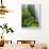 Rhododendrons and Ferns at Base of Redwood-Darrell Gulin-Framed Photographic Print displayed on a wall