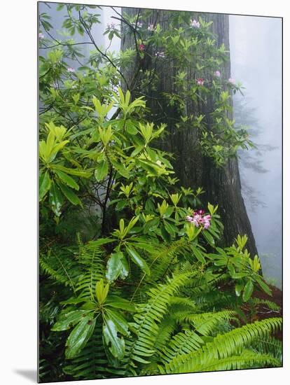 Rhododendrons and Ferns at Base of Redwood-Darrell Gulin-Mounted Photographic Print
