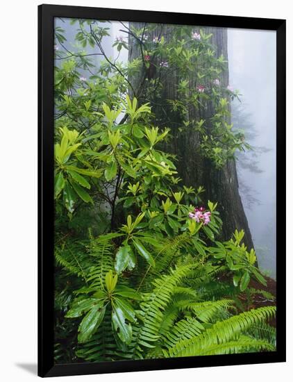 Rhododendrons and Ferns at Base of Redwood-Darrell Gulin-Framed Photographic Print