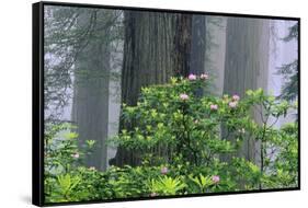 Rhododendrons and Redwoods-Darrell Gulin-Framed Stretched Canvas