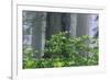 Rhododendrons and Redwoods-Darrell Gulin-Framed Photographic Print