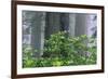 Rhododendrons and Redwoods-Darrell Gulin-Framed Photographic Print