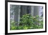 Rhododendrons and Redwoods-Darrell Gulin-Framed Photographic Print