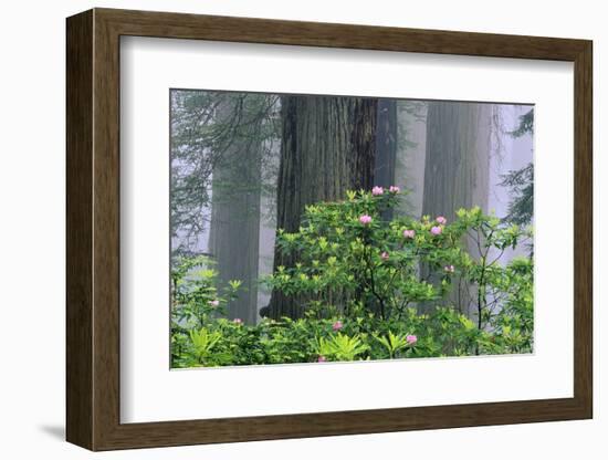 Rhododendrons and Redwoods-Darrell Gulin-Framed Photographic Print