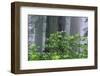 Rhododendrons and Redwoods-Darrell Gulin-Framed Photographic Print