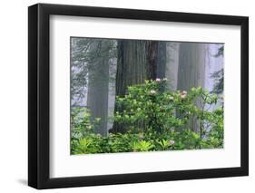 Rhododendrons and Redwoods-Darrell Gulin-Framed Photographic Print