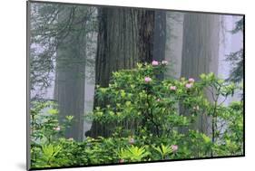 Rhododendrons and Redwoods-Darrell Gulin-Mounted Photographic Print