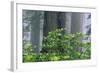 Rhododendrons and Redwoods-Darrell Gulin-Framed Photographic Print