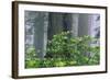 Rhododendrons and Redwoods-Darrell Gulin-Framed Photographic Print