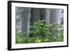 Rhododendrons and Redwoods-Darrell Gulin-Framed Photographic Print