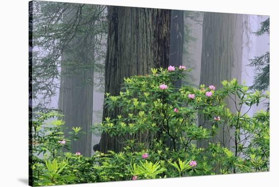 Rhododendrons and Redwoods-Darrell Gulin-Stretched Canvas