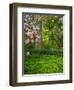 Rhododendrons and trees in a park setting.-Julie Eggers-Framed Photographic Print