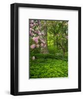 Rhododendrons and trees in a park setting.-Julie Eggers-Framed Photographic Print