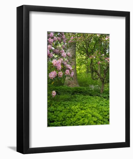 Rhododendrons and trees in a park setting.-Julie Eggers-Framed Photographic Print