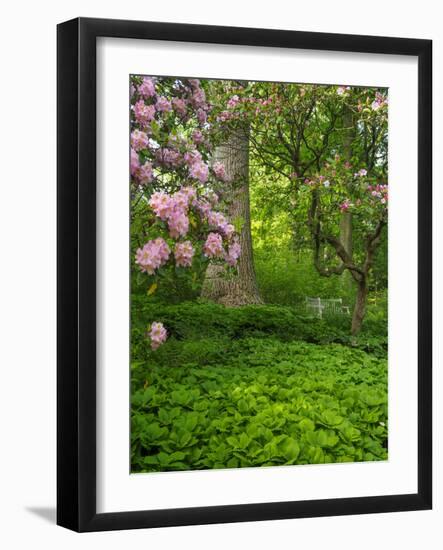 Rhododendrons and trees in a park setting.-Julie Eggers-Framed Photographic Print