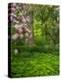 Rhododendrons and trees in a park setting.-Julie Eggers-Stretched Canvas