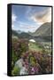 Rhododendrons at Lake Cavloc at sunrise, Maloja Pass, Bregaglia Valley, Engadine, Canton of Graubun-Roberto Moiola-Framed Stretched Canvas