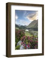 Rhododendrons at Lake Cavloc at sunrise, Maloja Pass, Bregaglia Valley, Engadine, Canton of Graubun-Roberto Moiola-Framed Photographic Print