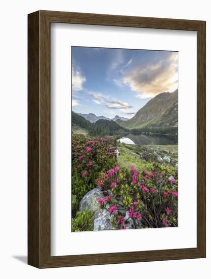 Rhododendrons at Lake Cavloc at sunrise, Maloja Pass, Bregaglia Valley, Engadine, Canton of Graubun-Roberto Moiola-Framed Photographic Print