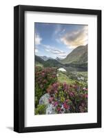 Rhododendrons at Lake Cavloc at sunrise, Maloja Pass, Bregaglia Valley, Engadine, Canton of Graubun-Roberto Moiola-Framed Photographic Print