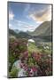 Rhododendrons at Lake Cavloc at sunrise, Maloja Pass, Bregaglia Valley, Engadine, Canton of Graubun-Roberto Moiola-Mounted Photographic Print