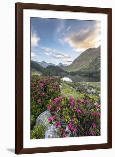 Rhododendrons at Lake Cavloc at sunrise, Maloja Pass, Bregaglia Valley, Engadine, Canton of Graubun-Roberto Moiola-Framed Photographic Print