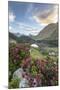 Rhododendrons at Lake Cavloc at sunrise, Maloja Pass, Bregaglia Valley, Engadine, Canton of Graubun-Roberto Moiola-Mounted Photographic Print