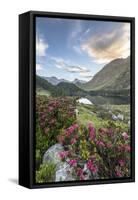 Rhododendrons at Lake Cavloc at sunrise, Maloja Pass, Bregaglia Valley, Engadine, Canton of Graubun-Roberto Moiola-Framed Stretched Canvas