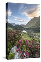 Rhododendrons at Lake Cavloc at sunrise, Maloja Pass, Bregaglia Valley, Engadine, Canton of Graubun-Roberto Moiola-Stretched Canvas