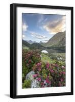 Rhododendrons at Lake Cavloc at sunrise, Maloja Pass, Bregaglia Valley, Engadine, Canton of Graubun-Roberto Moiola-Framed Photographic Print