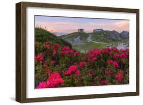 Rhododendrons at Segnes Hutte at sunrise, Unterer Segnesboden, Flims, Switzerland-Francesco Bergamaschi-Framed Photographic Print