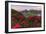 Rhododendrons at Segnes Hutte at sunrise, Unterer Segnesboden, Flims, Switzerland-Francesco Bergamaschi-Framed Photographic Print